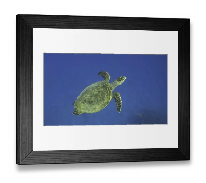 Framed Print : Hawksbill Sea Turtle (Eretmochelys imbricata) or Bissa swims up in the blue Ocean Framed Print : Hawksbill Sea Turtle (Eretmochelys imbricata) or Bissa swims up in the blue Ocean