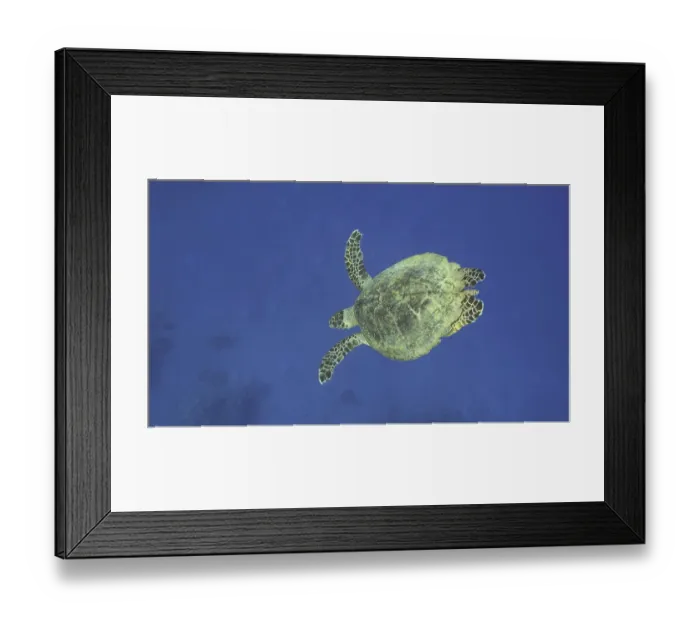 Framed Print : Hawksbill Sea Turtle (Eretmochelys imbricata) or Bissa dives down to the deep in the blue Ocean