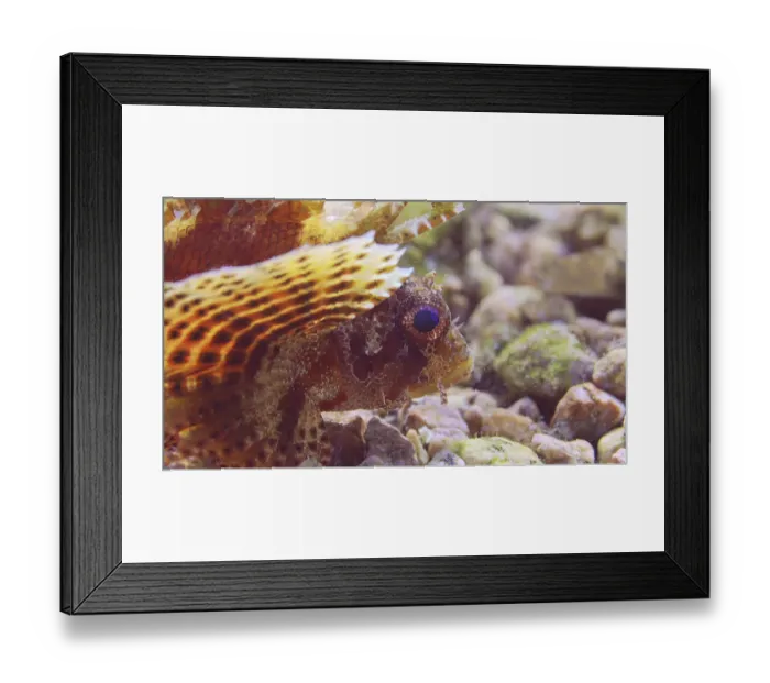 Framed Print : Close up of blue eyed Zebra fish on sandy-rocky bottom in bright sunbeams