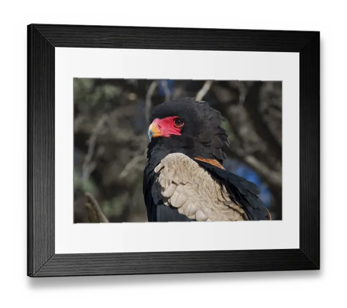 Framed Print : Bateleur eagle. Kgalagadi Transfrontier Park