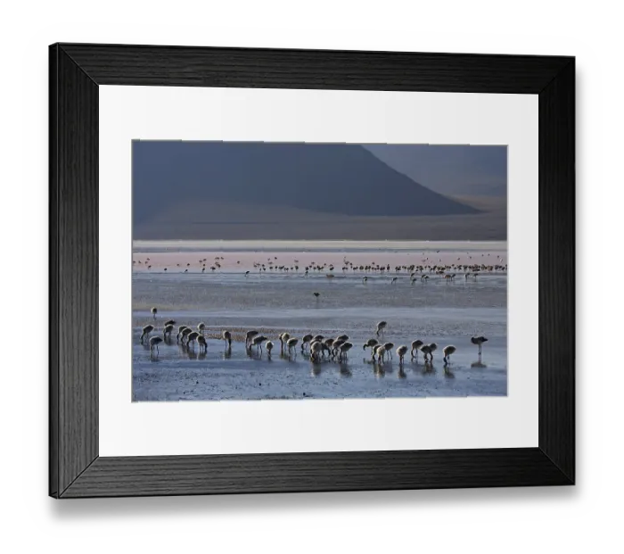 Framed Print : Flamingos (Phoenicoparrus) at lagoon Laguna Colorada