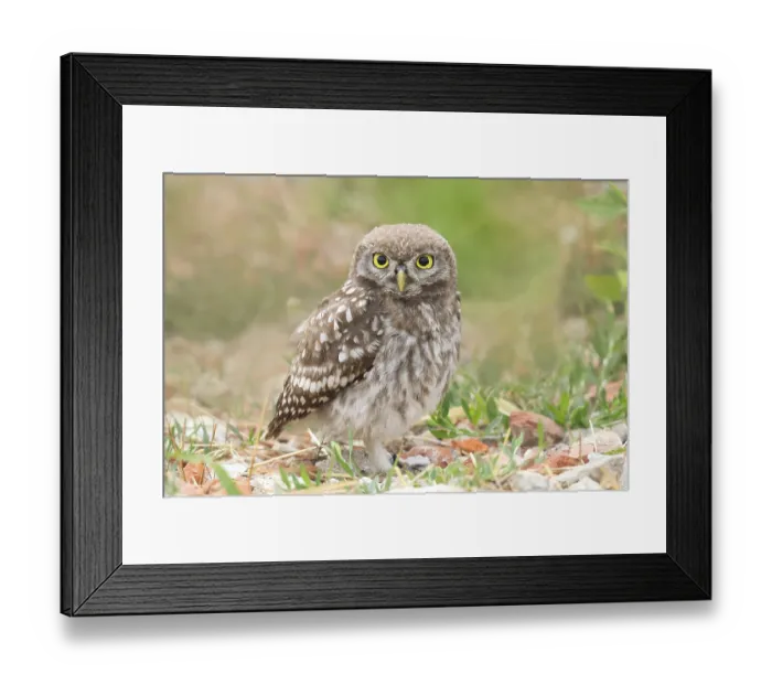 Framed Print : Little owl (Athene noctua) young bird standing on the ground Framed Print : Little owl (Athene noctua) young bird standing on the ground