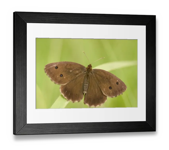 Framed Print : The Ringlet (Aphantopus hyperantus)