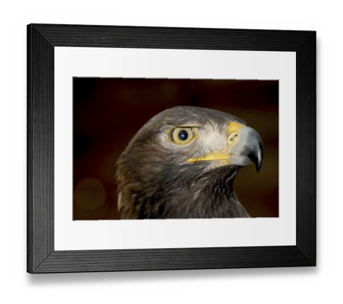 Framed Print : Golden eagle (Aquila chrysaetos) Framed Print : Golden eagle (Aquila chrysaetos)