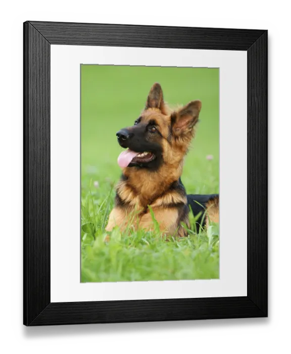 Framed Print : Alsatian lying
