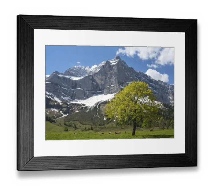 Framed Print : GroBer Ahornboden, Engalm with cows and sycamore maple (Acer pseudoplatanus) in early summer