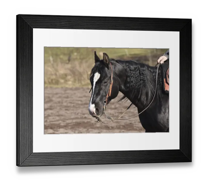 Framed Print : Head and neck of a black American Quarter Horse stallion with bridle and bit during training