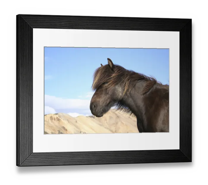 Framed Print : Icelandhorse in Landmannalaugar iceland