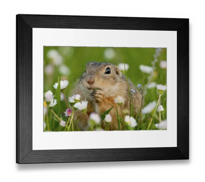 Framed Print : European ground squirrel (Spermophilus citellus)