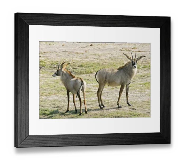 Framed Print : Two Roan Antelopes (Hippotragus equinus)