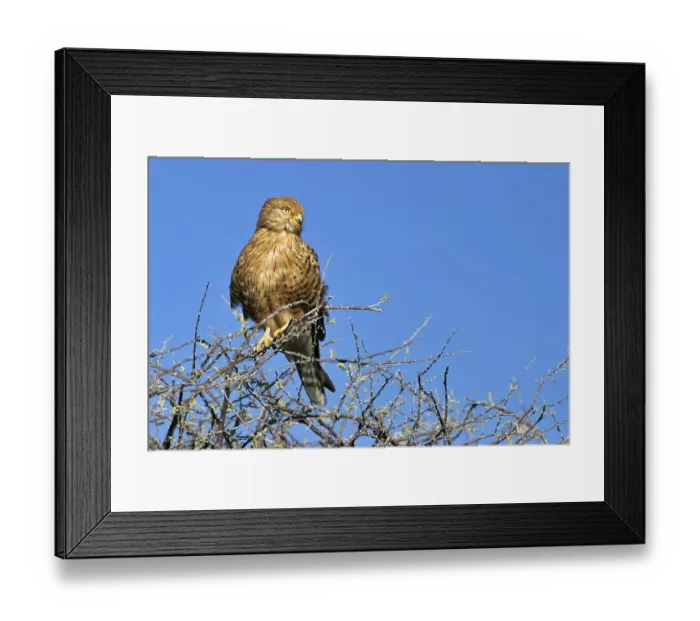 Framed Print : Greater Kestrel or White-eyed Kestrel (Falco rupicoloides)