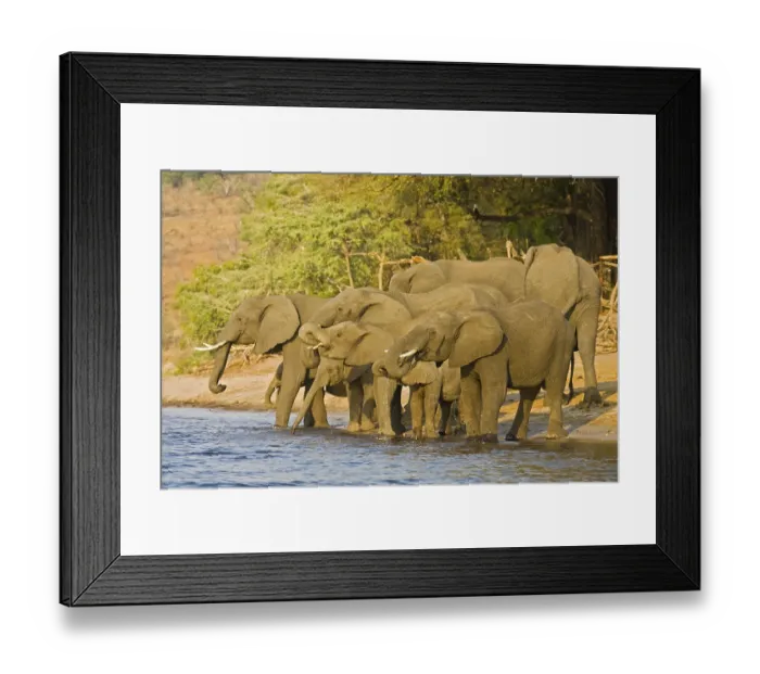 Framed Print : African Bush Elephants (Loxodonta africana) drinking water