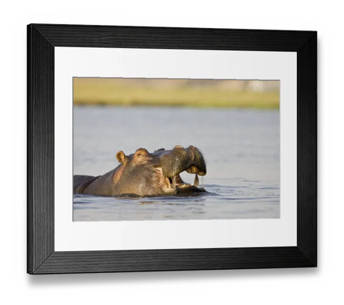 Framed Print : Hippopotamus (Hippopotamus amphibius) in the Chobe River Framed Print : Hippopotamus (Hippopotamus amphibius) in the Chobe River