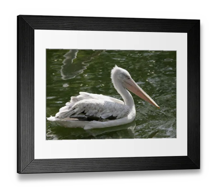 Framed Print : Dalmatian pelican Krauskopfpelikan pelicanus crispus zoo Herberstein Styria Austria Framed Print : Dalmatian pelican Krauskopfpelikan pelicanus crispus zoo Herberstein Styria Austria