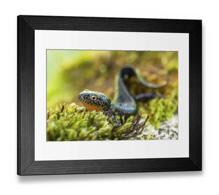 Framed Print : Alpine newt (Ichthyosaura alpestris) Framed Print : Alpine newt (Ichthyosaura alpestris)