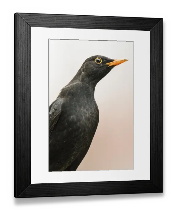 Framed Print : Blackbird (Turdus merula), animal portrait