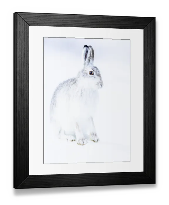 Framed Print : Mountain hare (Lepus timidus) sits in the snow Framed Print : Mountain hare (Lepus timidus) sits in the snow