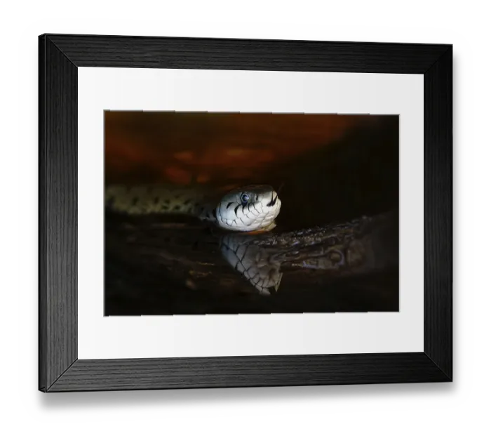 Framed Print : Grass snake (Natrix natrix) with reflection in the water