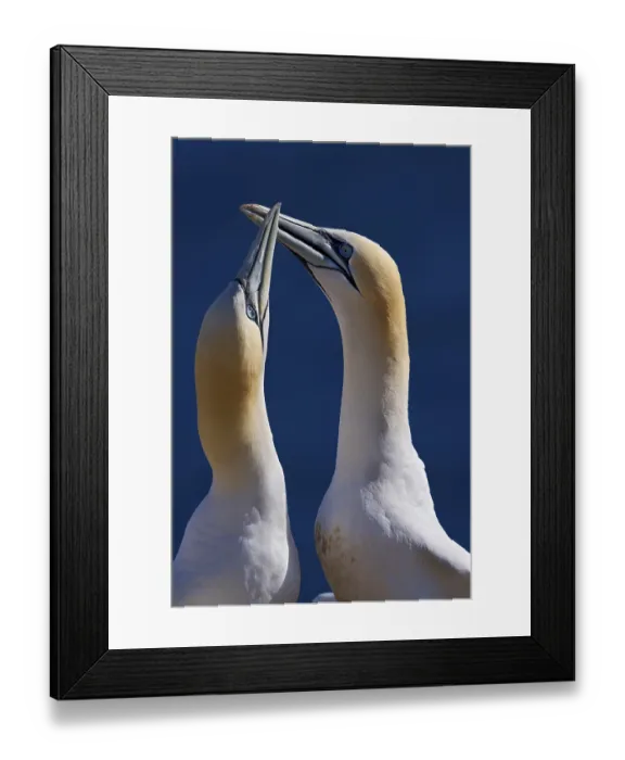 Framed Print : Northern gannet (Morus bassanus)