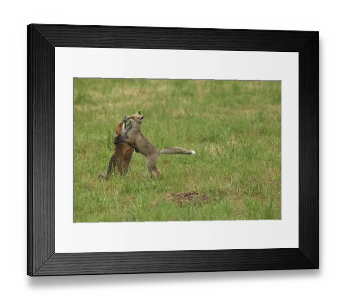 Framed Print : Red fox (Vulpes vulpes) male and weaned young playing on a mown meadow in light rain