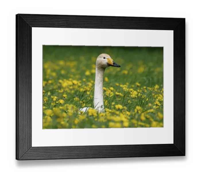 Framed Print : Whooper Swan (Cygnus cygnus), Germany