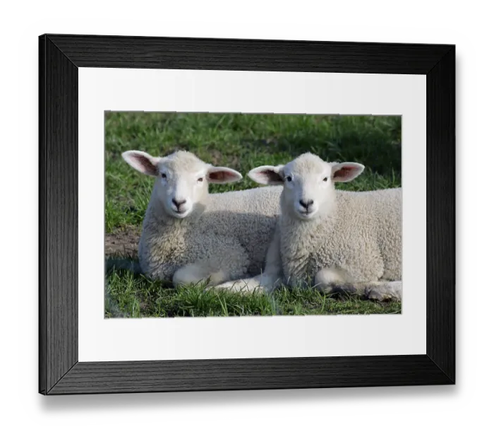 Framed Print : Domestic sheep, lambs, lamb, sheep, sheep