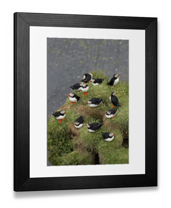 Framed Print : Atlantic Puffin (Fratercula arctica) colony Framed Print : Atlantic Puffin (Fratercula arctica) colony