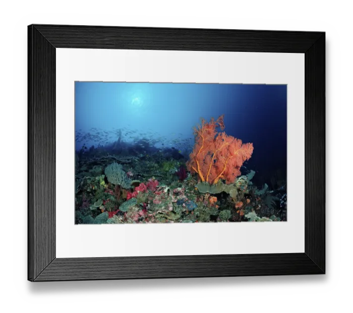 Framed Print : Coral reef with Sea Fan (Gorgonaria sp)