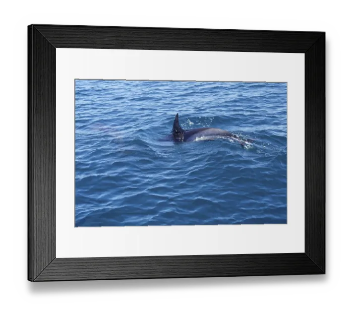 Framed Print : Long-beaked common dolphins (Delphinus capensis) Framed Print : Long-beaked common dolphins (Delphinus capensis)