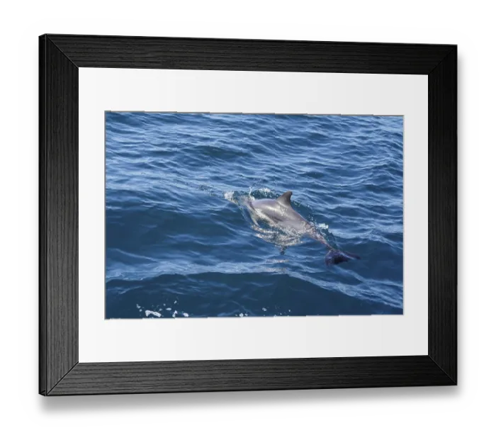 Framed Print : Long-beaked common dolphins (Delphinus capensis) Framed Print : Long-beaked common dolphins (Delphinus capensis)
