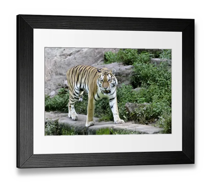 Framed Print : Siberian tiger (Panthera tigris altaica) or Amur tiger Framed Print : Siberian tiger (Panthera tigris altaica) or Amur tiger