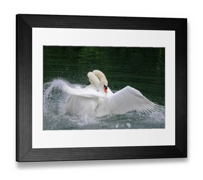Framed Print : Fight between two mute swans (Cygnus olor)
