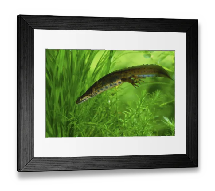 Framed Print : Common newt (Triturus vulgaris) in wedding dress