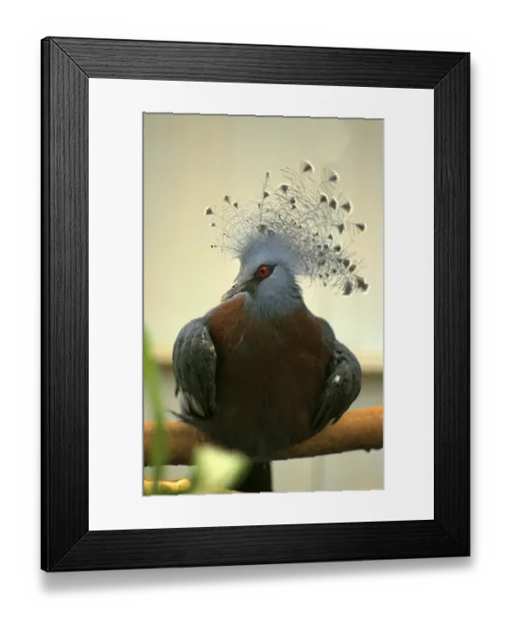 Framed Print : Victoria Crowned Pigeon (Goura victoria)