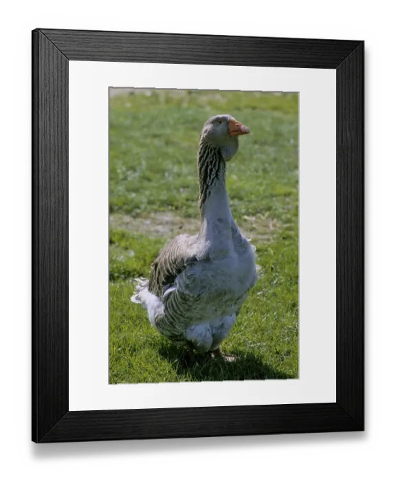 Framed Print : Toulouse goose Framed Print : Toulouse goose