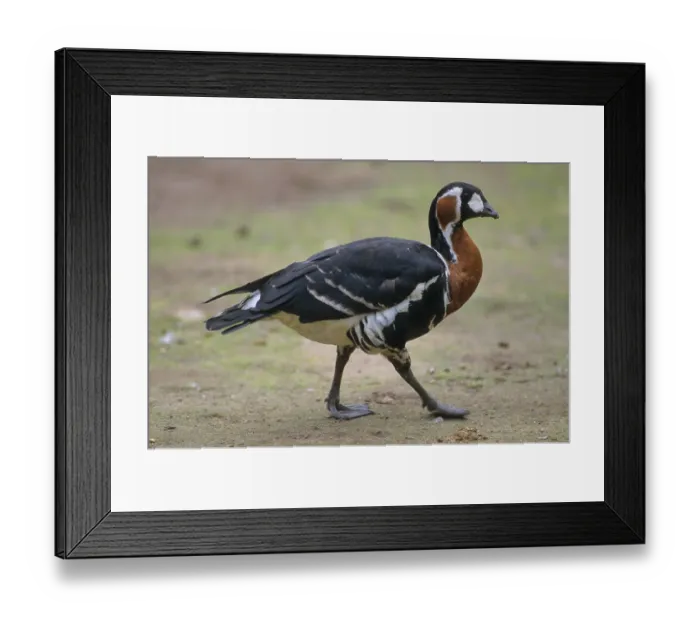Framed Print : Red-breasted goose (Branta ruficollis)