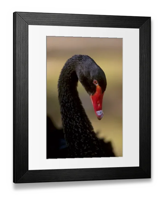 Framed Print : Mourning Swan black swan (Cygnus atratus)