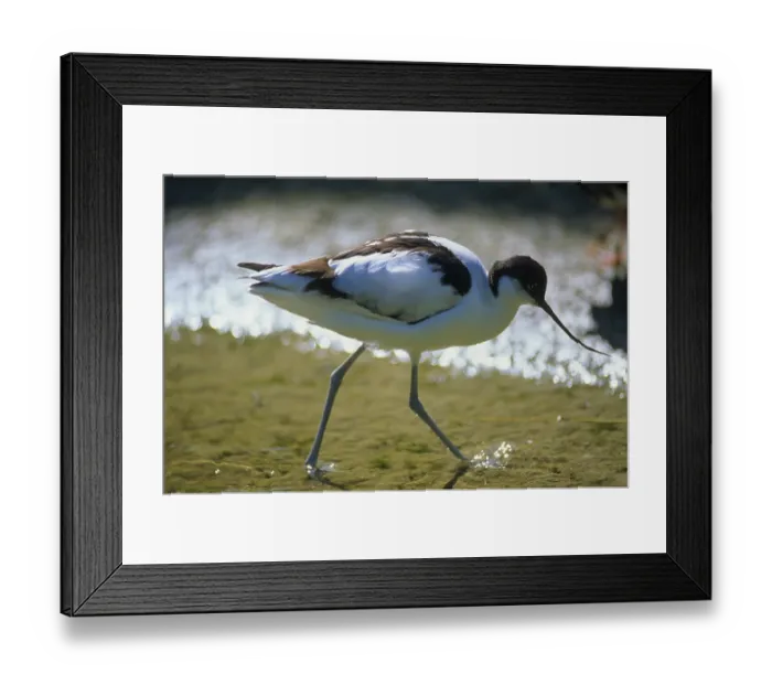 Framed Print : Avocet (Recurvirostra avosetta)