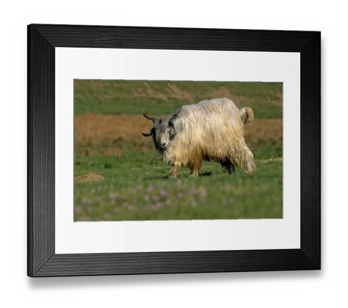 Framed Print : Black Wooly Goat, Tajik Wooly Goat