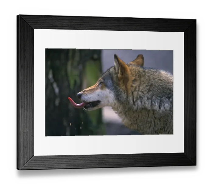 Framed Print : European gray wolf (Canis lupus), Wolf Framed Print : European gray wolf (Canis lupus), Wolf