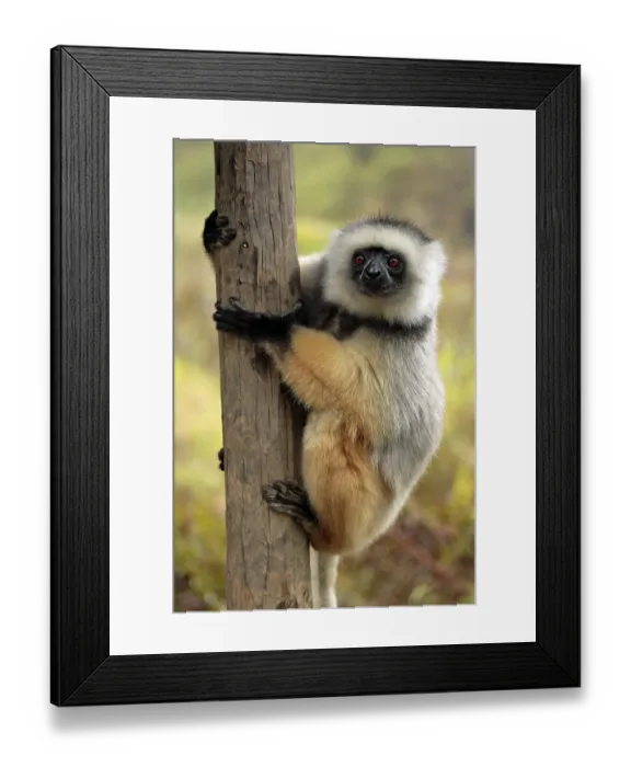 Framed Print : Diademed sifaka (Propithecus diadema) Diademed sifaka diadema Adult on tree on tree Perinet Madagascar Madagascar