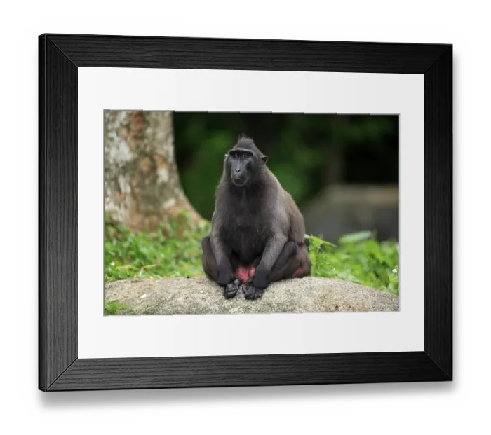 Framed Print : Celebes crested macaque (Macaca nigra)