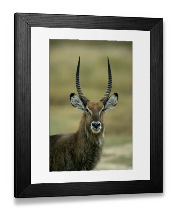 Framed Print : Defassa waterbuck (Kobus defassa) Nakuru national park