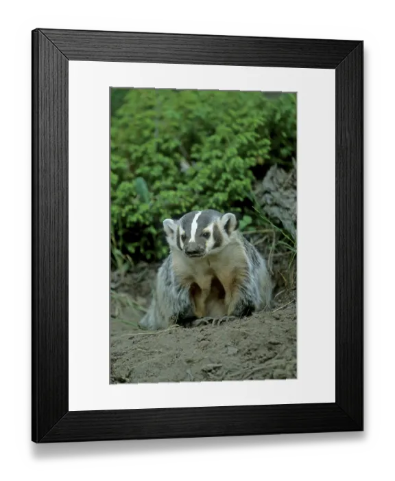 Framed Print : American Badger (Taxidea taxus)
