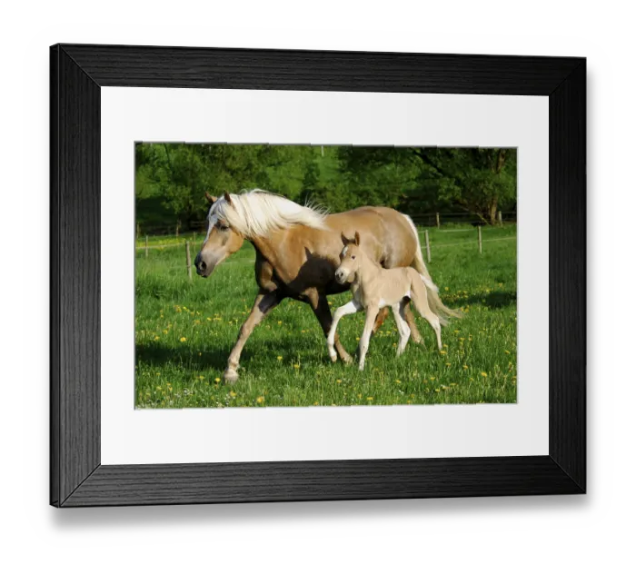 Framed Print : Haflinger, mare with colt, 3 days old