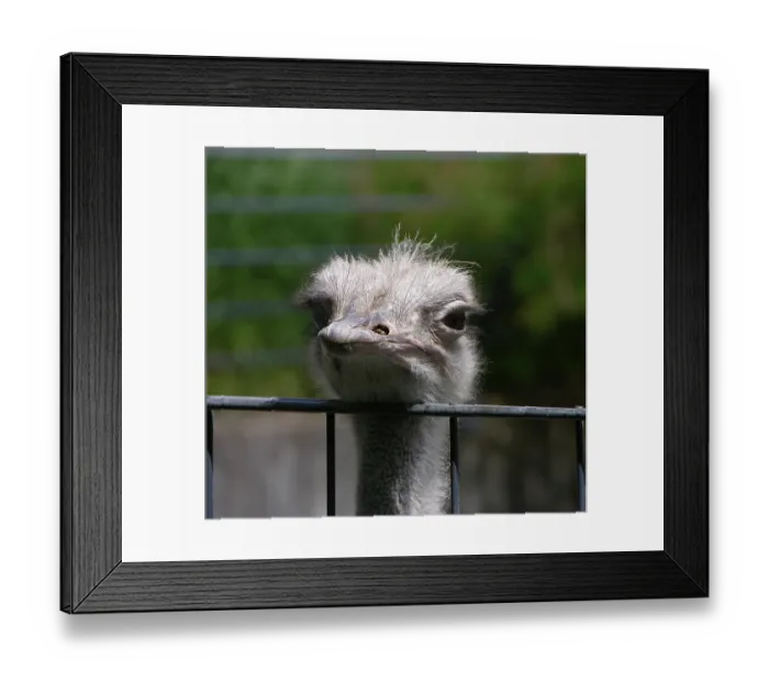 Framed Print : Common ostrich (Struthio camelus) Framed Print : Common ostrich (Struthio camelus)