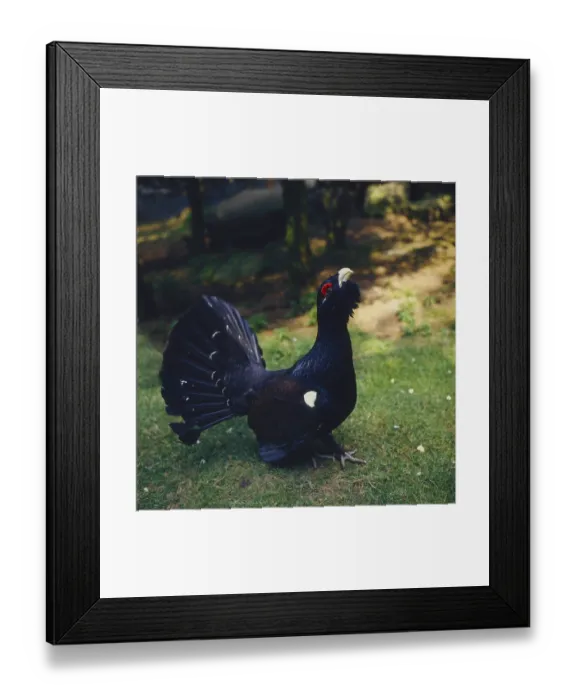 Framed Print : Western capercaillie (Tetrao urogallus) Framed Print : Western capercaillie (Tetrao urogallus)
