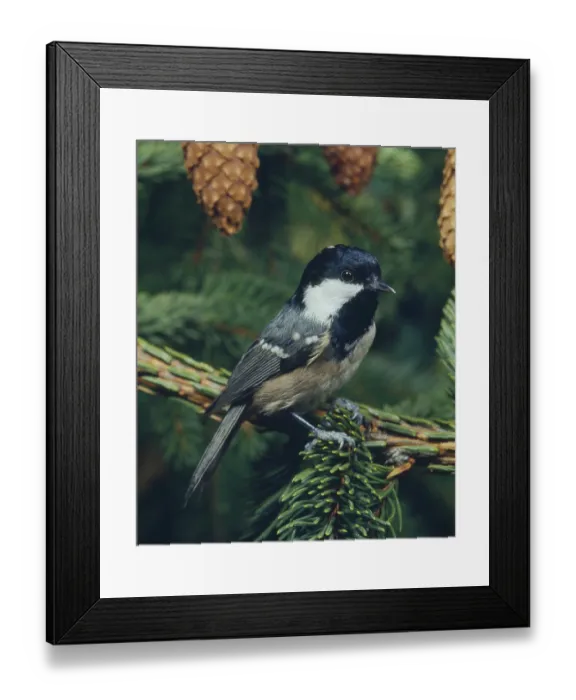 Framed Print : Coal Tit (Parus ater) Framed Print : Coal Tit (Parus ater)