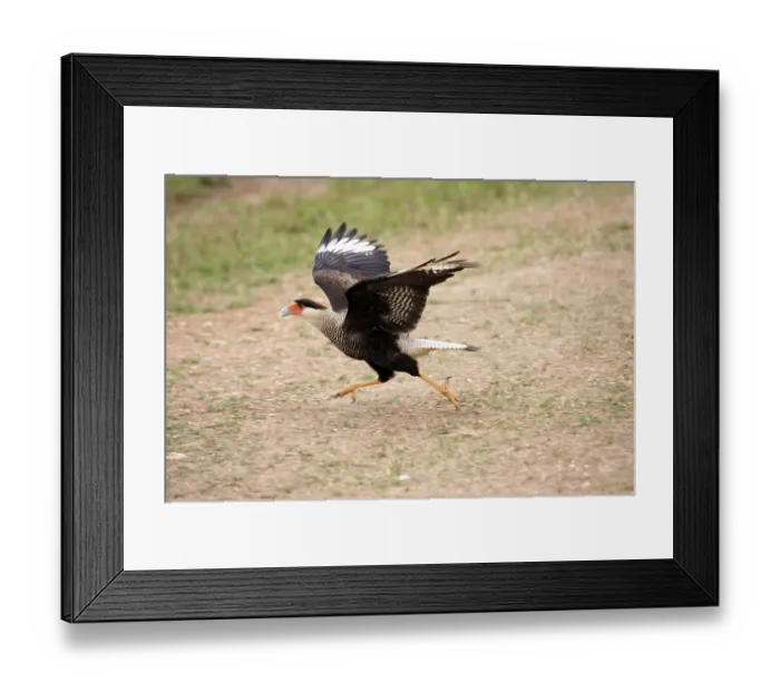 Framed Print : Southern crested caracara (Polyborus plancus) Framed Print : Southern crested caracara (Polyborus plancus)
