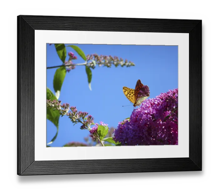 Framed Print : Butterfly : Emperor cloak on butterfly bush